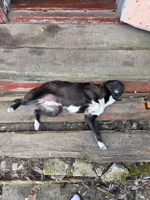 Віддам собаку дівчинку