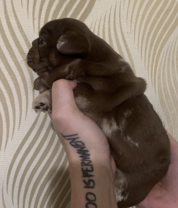 Чарівна Ізабелка