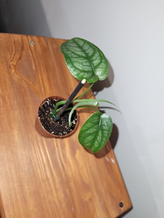 Monstera Siltepecana sadzonka