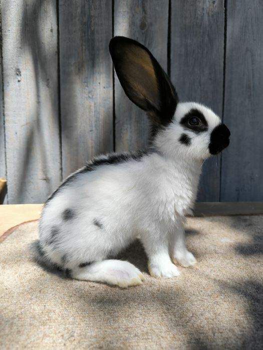 Кролі. Німецький строкач