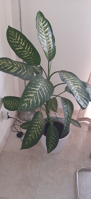 Vendo flor comigo-ninguém-pode