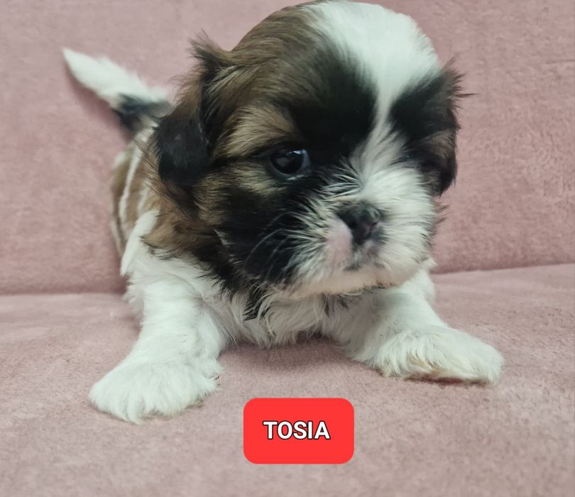 Rezerwacja sunia Shih-Tzu