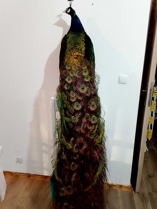 Spreparowane, wypchane pawia