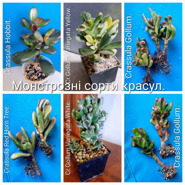 Красули, товстянки, грошовi дерева, crassula.