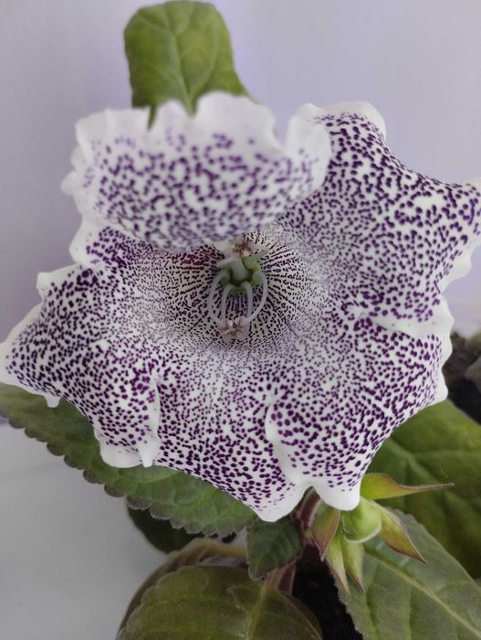 Глоксинія фіолетова срочно