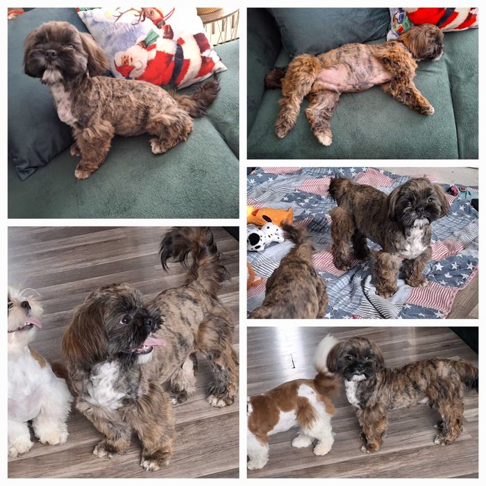 Pręgowany piesek rodowód wyprawka