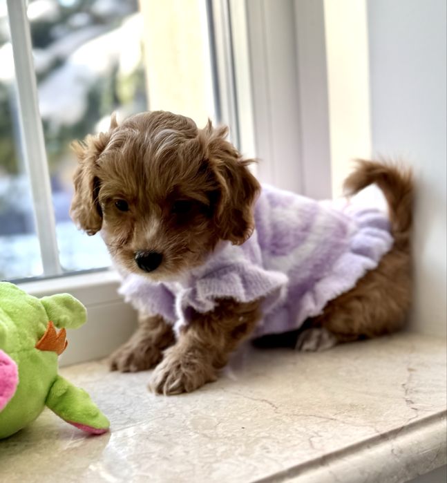 Мальтипу ф1 - премиум мини до 2,5 кг