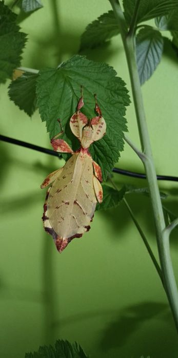 Liściec phyllium letiranti jaja