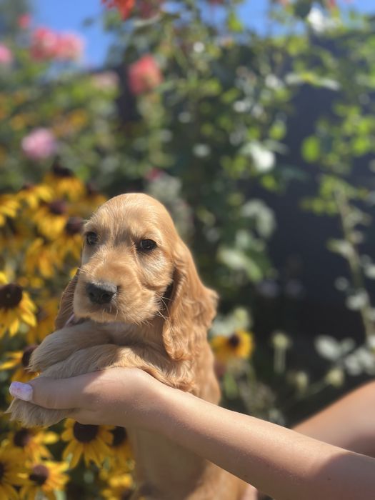 piesek cocker spaniel angielski