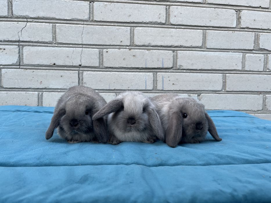 Karzełek Baranek/Mini Lop - Rodowód/Metryka Królik Króliki