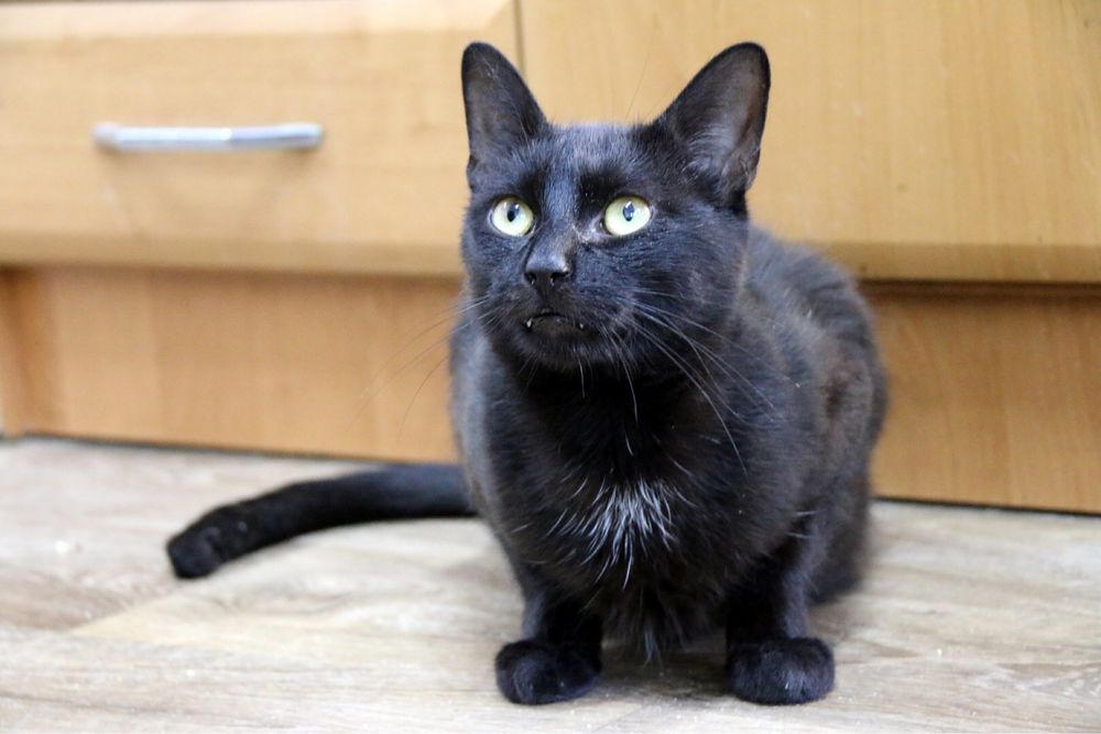 Piękny, towarzyski i młody Ignaś czeka na swoją szansę na dom!