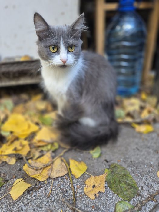 Кошеня підліток шукає дім