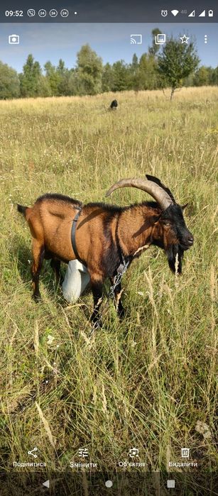 Козенята молочні