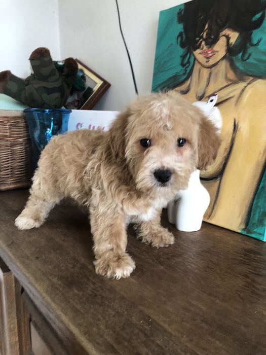 Maltipoo Piesek