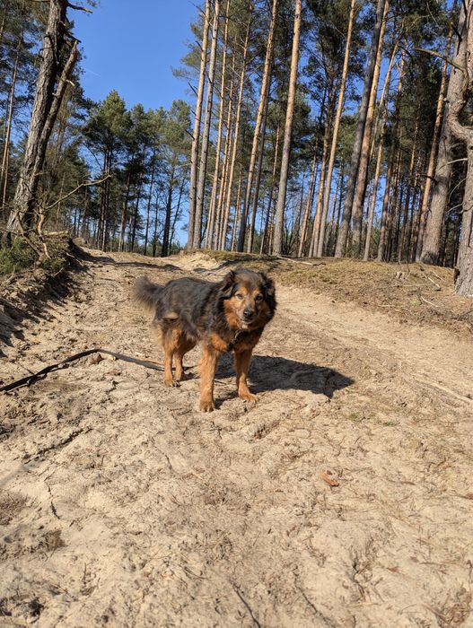 Radosny Gibson szuka odpowiedzialnego domu