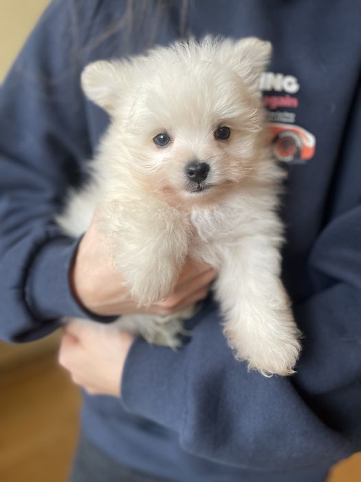 Pomapoo mini pies mix szpic miniaturowy pomeranian & pudel toy