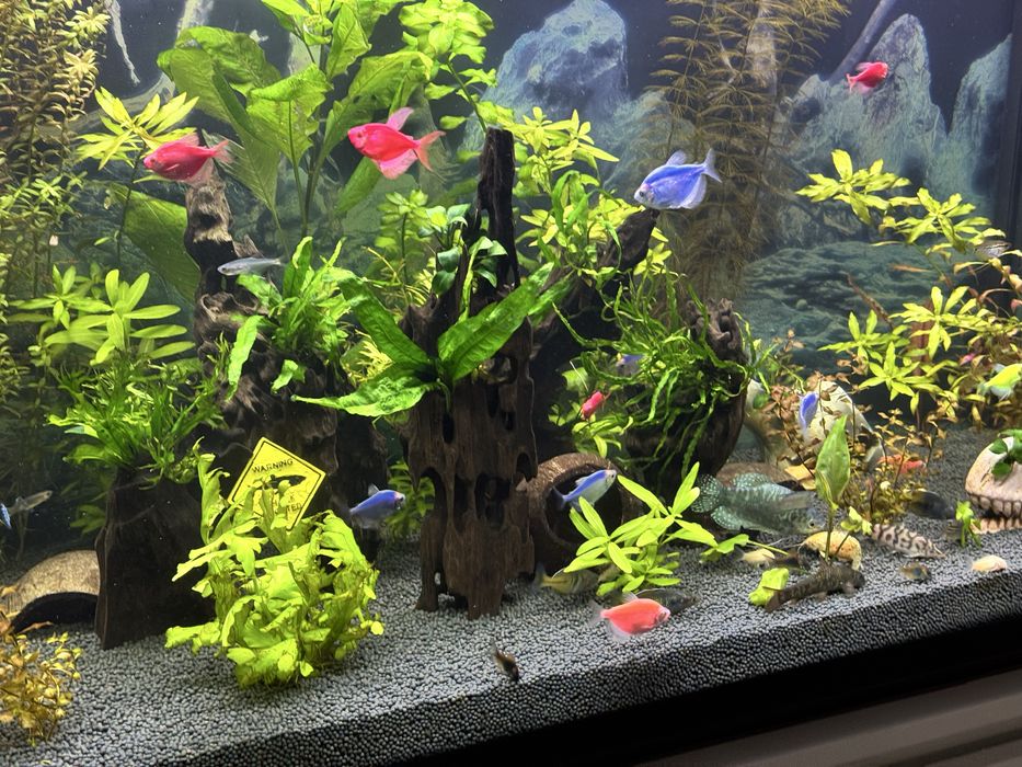 Аквариум 240л ,тумба,фильтр и т.д