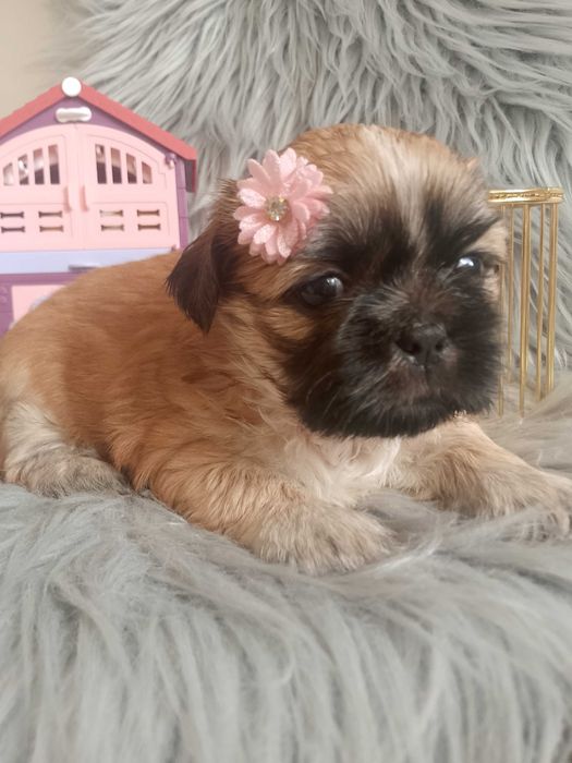 Przepiękna mała suczka rasy Shih-Tzu