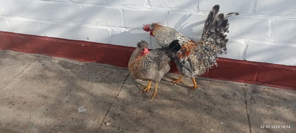 Кури порода Легбар пара