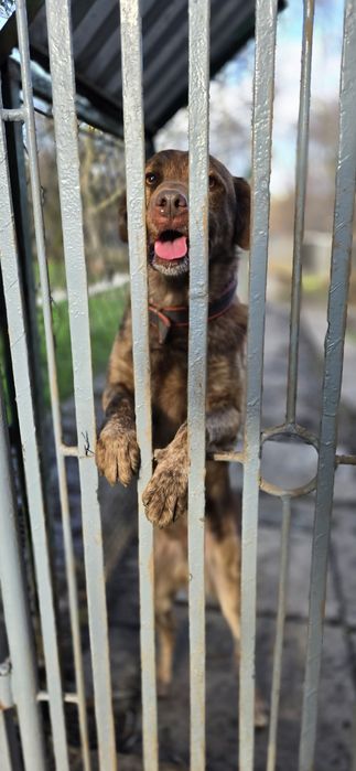 Dingo czekoladowy samiec