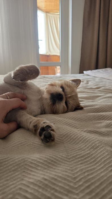 Шукаю дівчинку для вязки