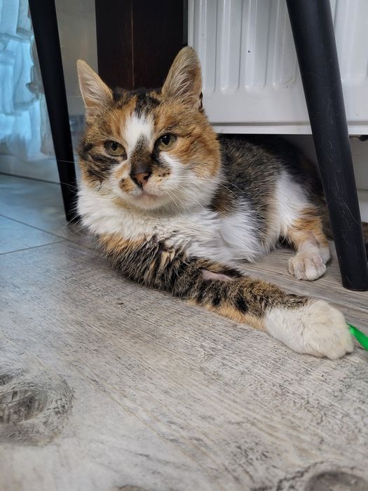 Laguna - trikolorka, triłapka do adopcji