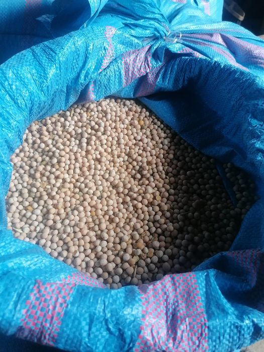 Sprzedam groch batuta