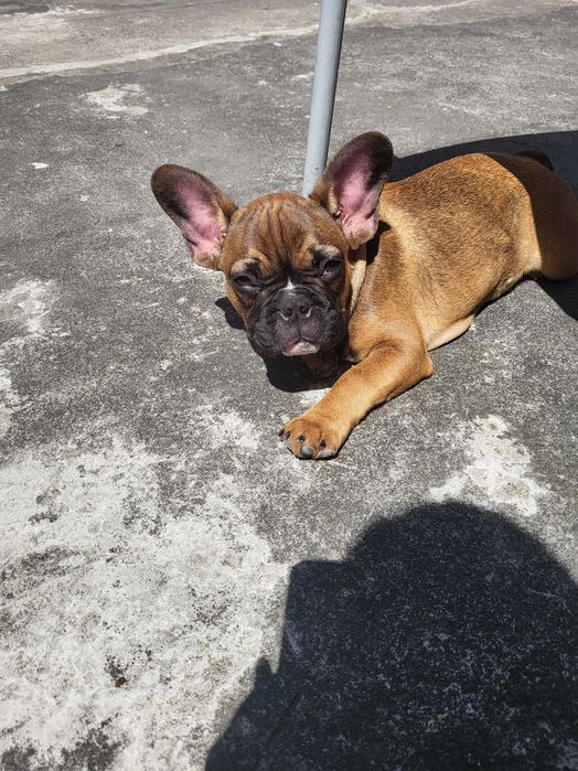 Cao buldogue frances