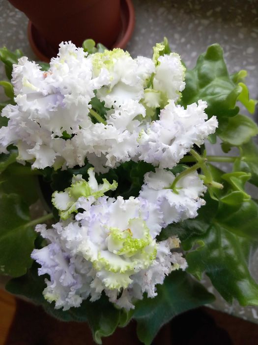 Fikus  wąskolistny i nie tylko