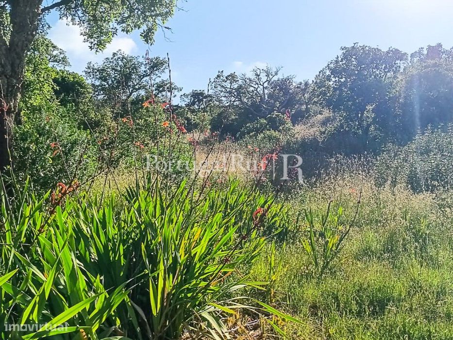 Terreno de 3.750 m² com ribeiro, a 3km das Praias Costa Vicentina, ... — Bordeira, Faro