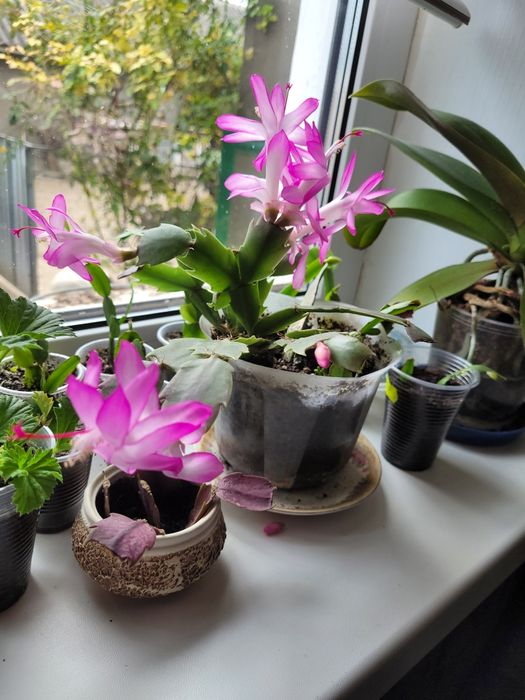 Шлюмбергера яскраво рожевий колір