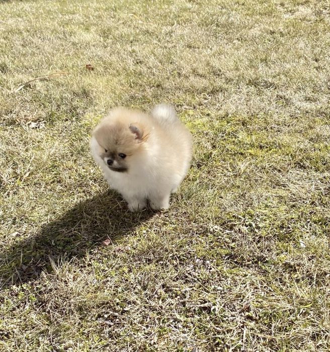 Елітна дівчинка КСУ