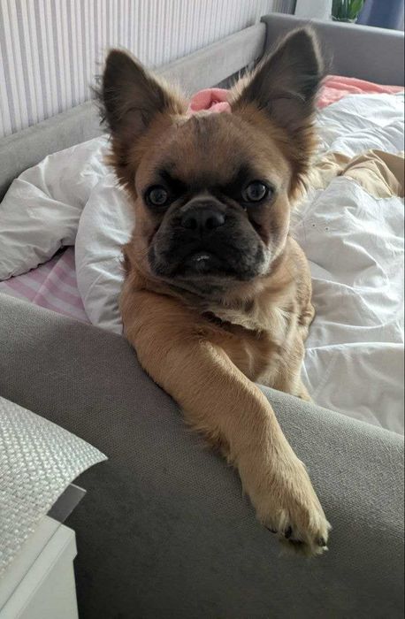 Французский бульдог Флаффи для вязки