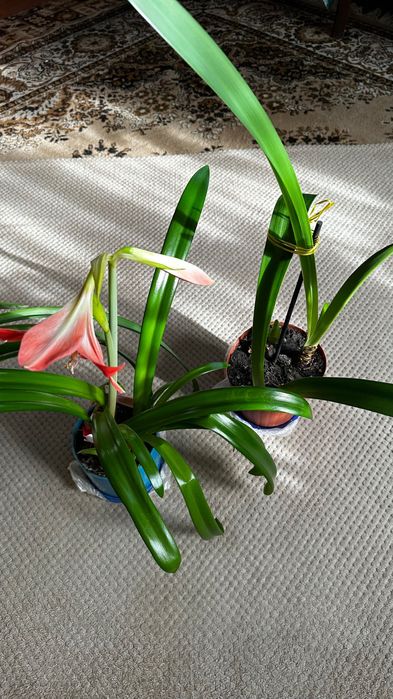 Амариліс, вазони