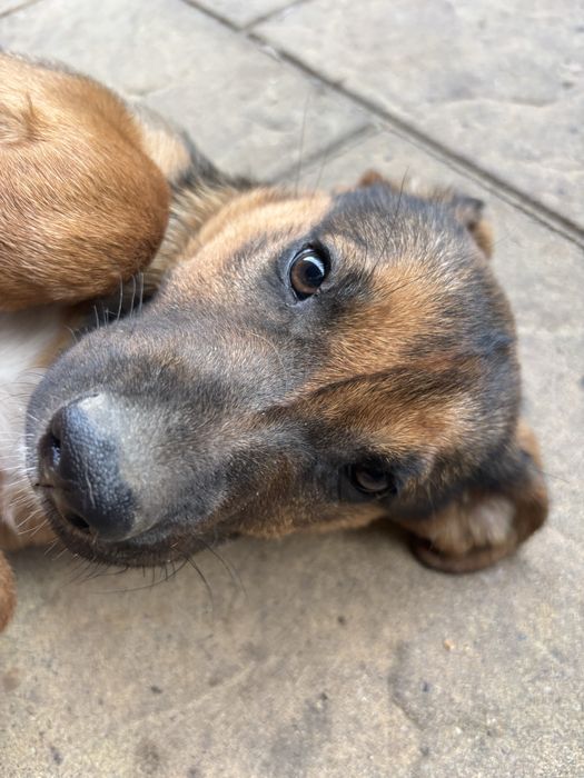 ODDAM Suke szczeniak