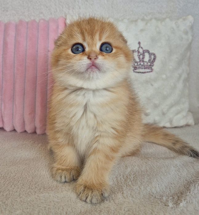 Золоті красунчики хлопчики дівчатка