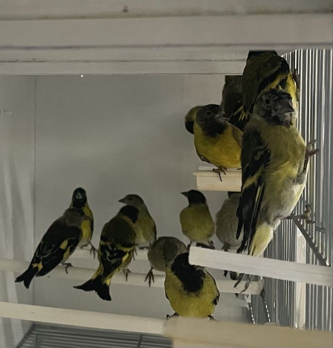 Canarios para vender a partir do valor no anuncio( avi-maia)