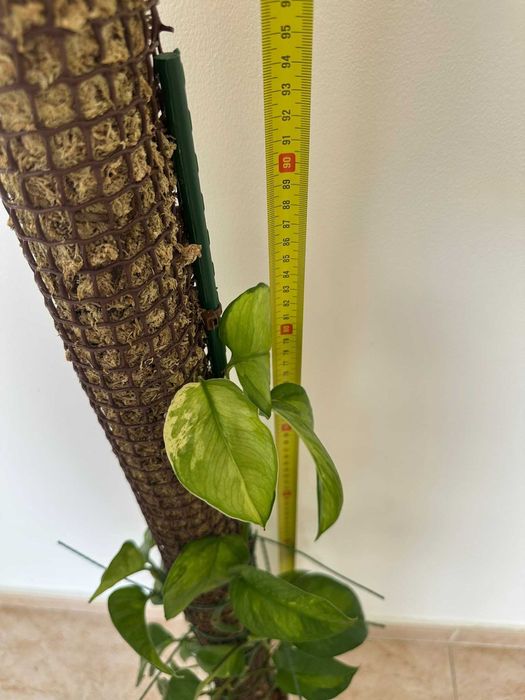 Jiboia variegata em tutor de musgo — ~95cm