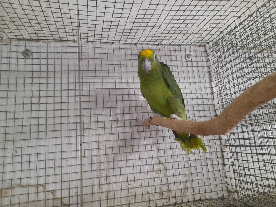 Amazonas ochrocephala de 2026