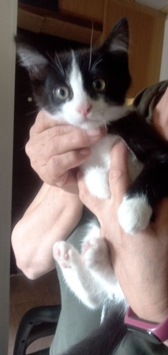 котята бесплатно