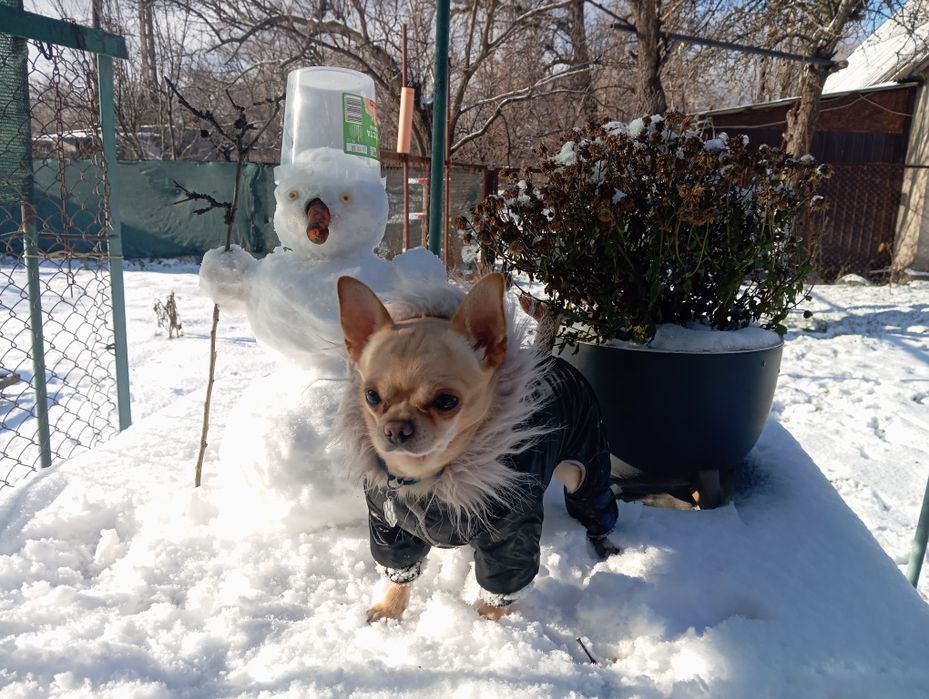 Ищем девочку для вязки