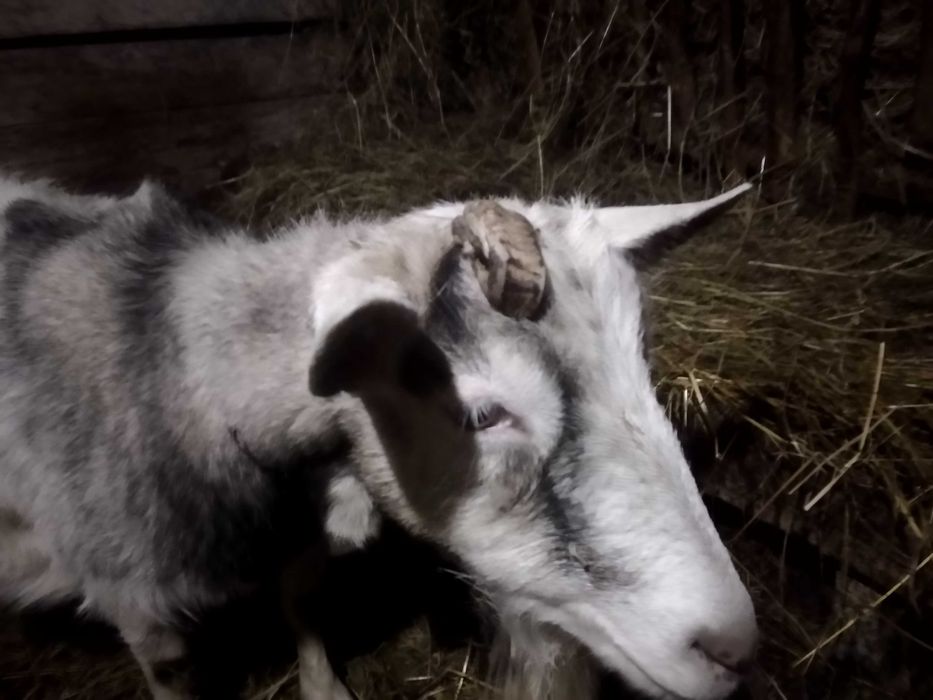 Продам козу дійну разом з козеням(козлик)