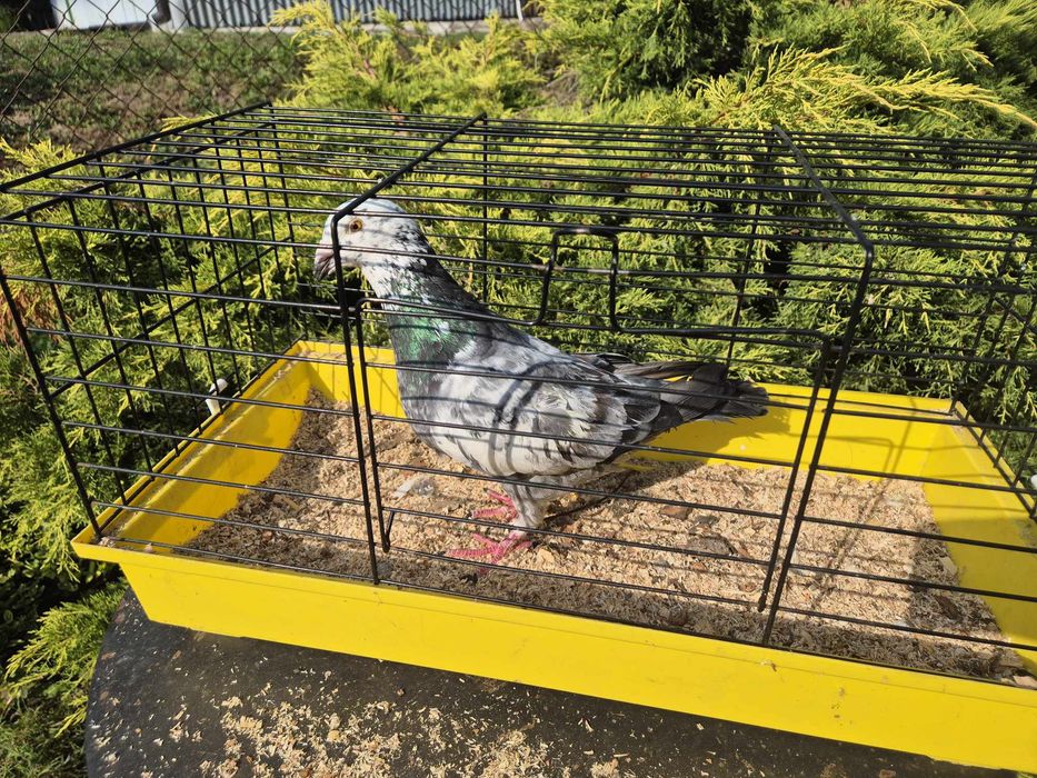 Gołąb mix standard z pocztowym