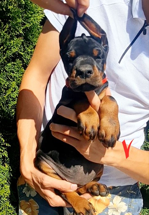 Доберман, цуценя добермана, щенок добермана