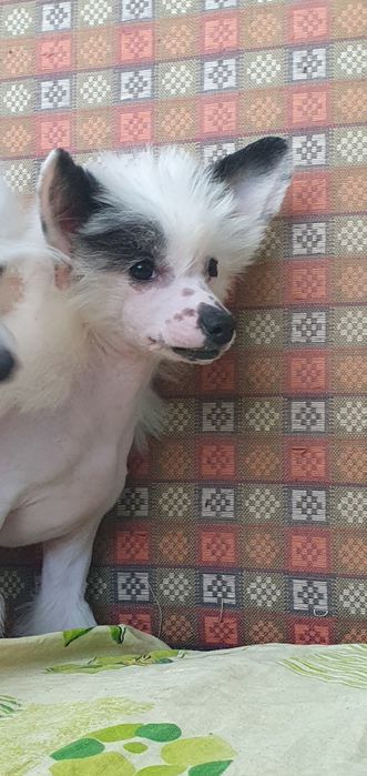 Перспективна гола дівчінка чекає найкращу родину. Родовід КСУ,чіп