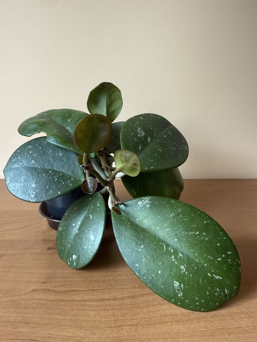 Hoya hoja obovata aktywnie rosnąca