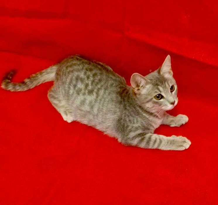 Котенька 4 месяца (девочка)