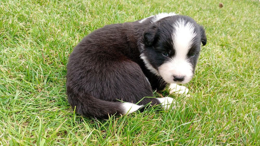 Pieski  Border Collie FCI ZKwP