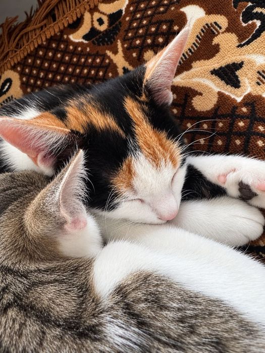 Котик та кішка безкоштовно !