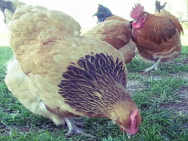 Інкубаційне яйце та курчата. Суссекс: срібло, золото, червоний.